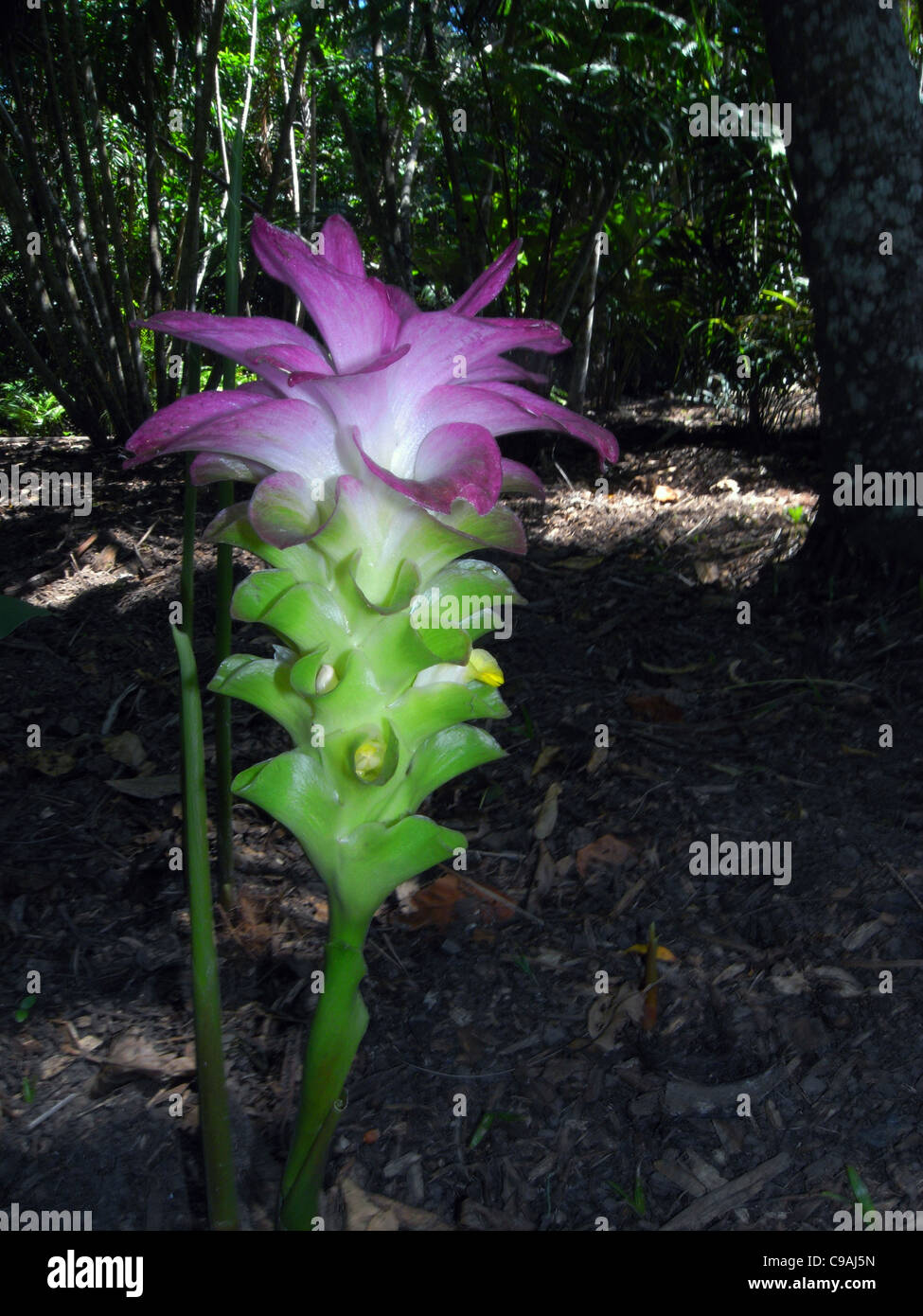 Cape York Lily (Curcuma australasica) floraison sur le sol de la forêt au début de la saison humide, près de Cairns Banque D'Images