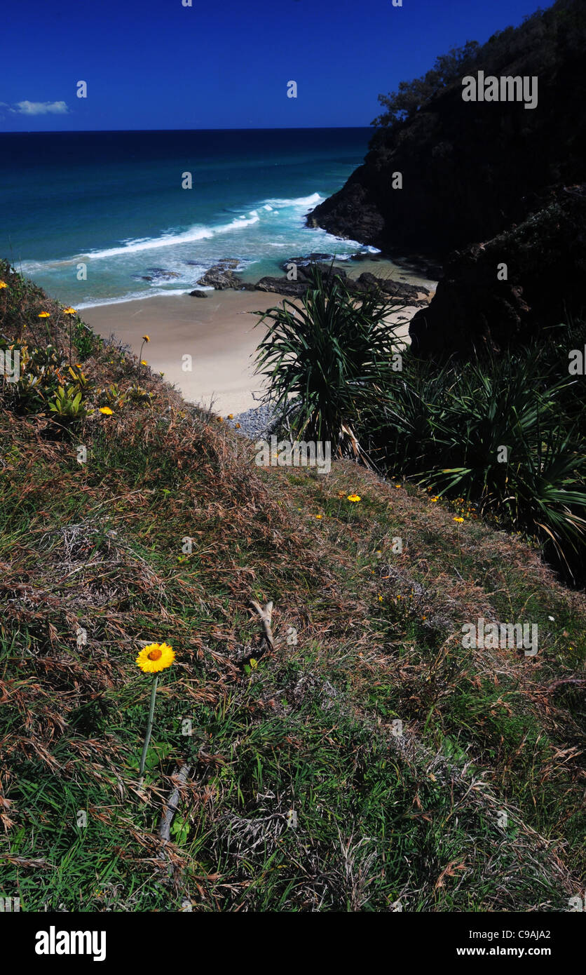 Éternelle floraison de marguerites jaunes sur la côte dans le Parc National de Noosa, Sunshine Coast, Queensland, Australie Banque D'Images