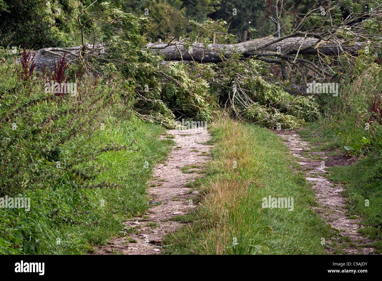 Un arbre tombé soufflé par le vent le blocage d'une voie Banque D'Images