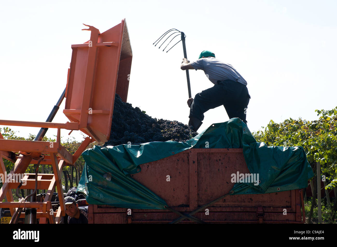 La récolte dans un vignoble - Pouilles, Italie du sud Banque D'Images