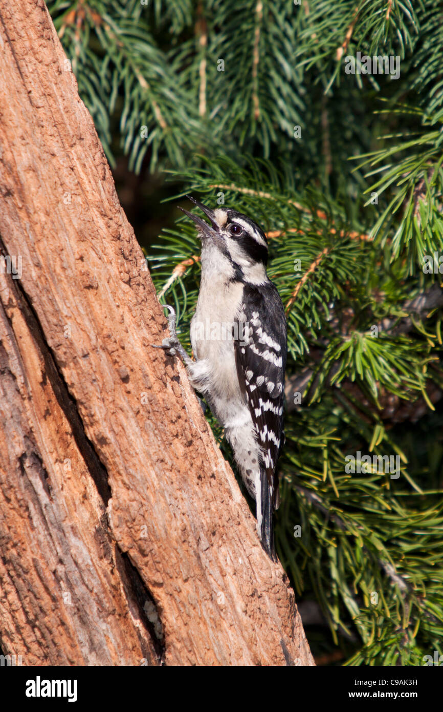 Pic de bois, Picoides pubescens, dans l'arrière-cour de McLeansville, en Caroline du Nord. Banque D'Images