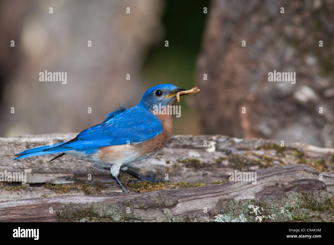 Le Bluebird de l'est, Sialia sialis, une muguet de taille moyenne, capturant des vers de repas pour nourrir les bébés dans les bois de la cour à McLeansville, en Caroline du Nord. Banque D'Images
