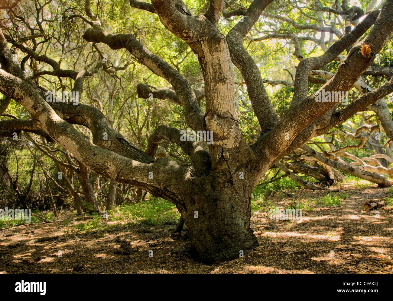 Californie - Arbre de chêne le long du sentier à travers la réserve d'état de Los Osos Oaks. Banque D'Images