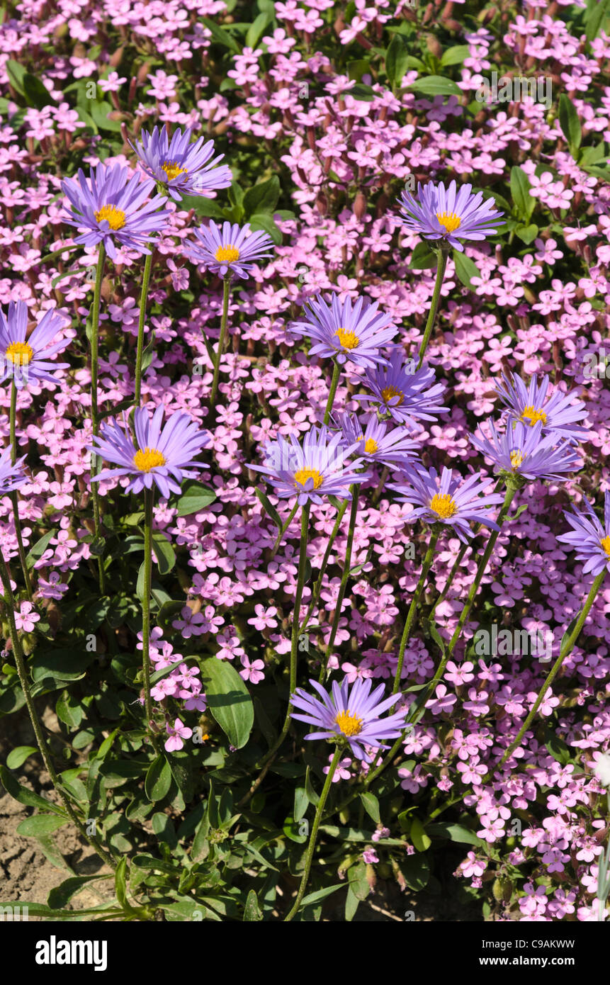 Aster des alpes (Aster alpinus) et (Mountain sandwort arenaria montana) Banque D'Images