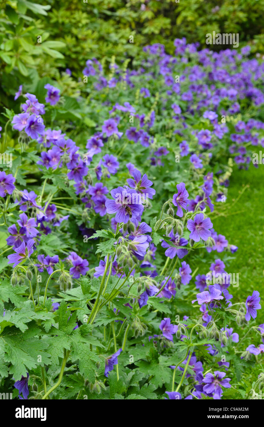 Géranium sanguin (geranium x magnificum) Banque D'Images