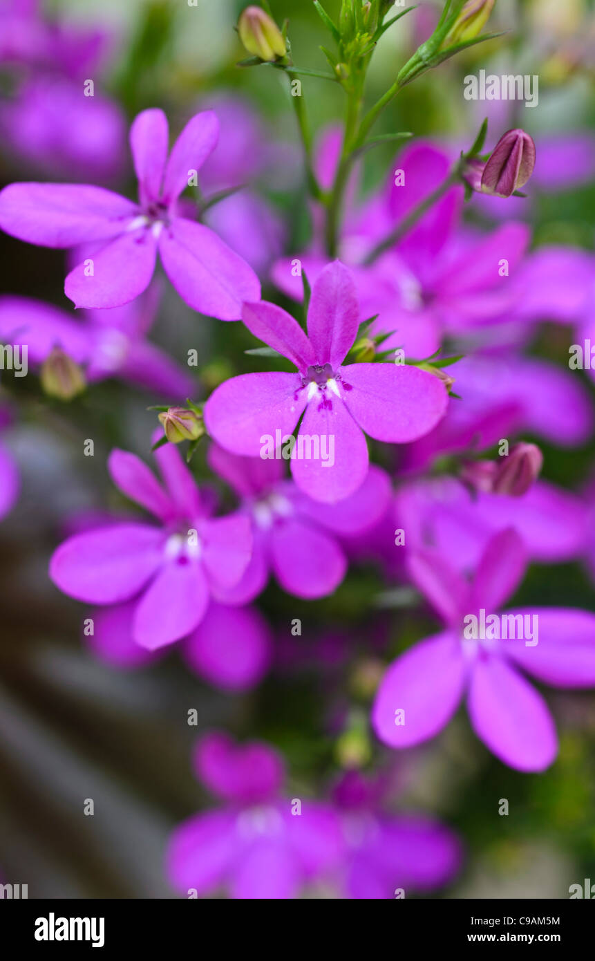 Lobelia chant (lobelia erinus 'purple star') Banque D'Images