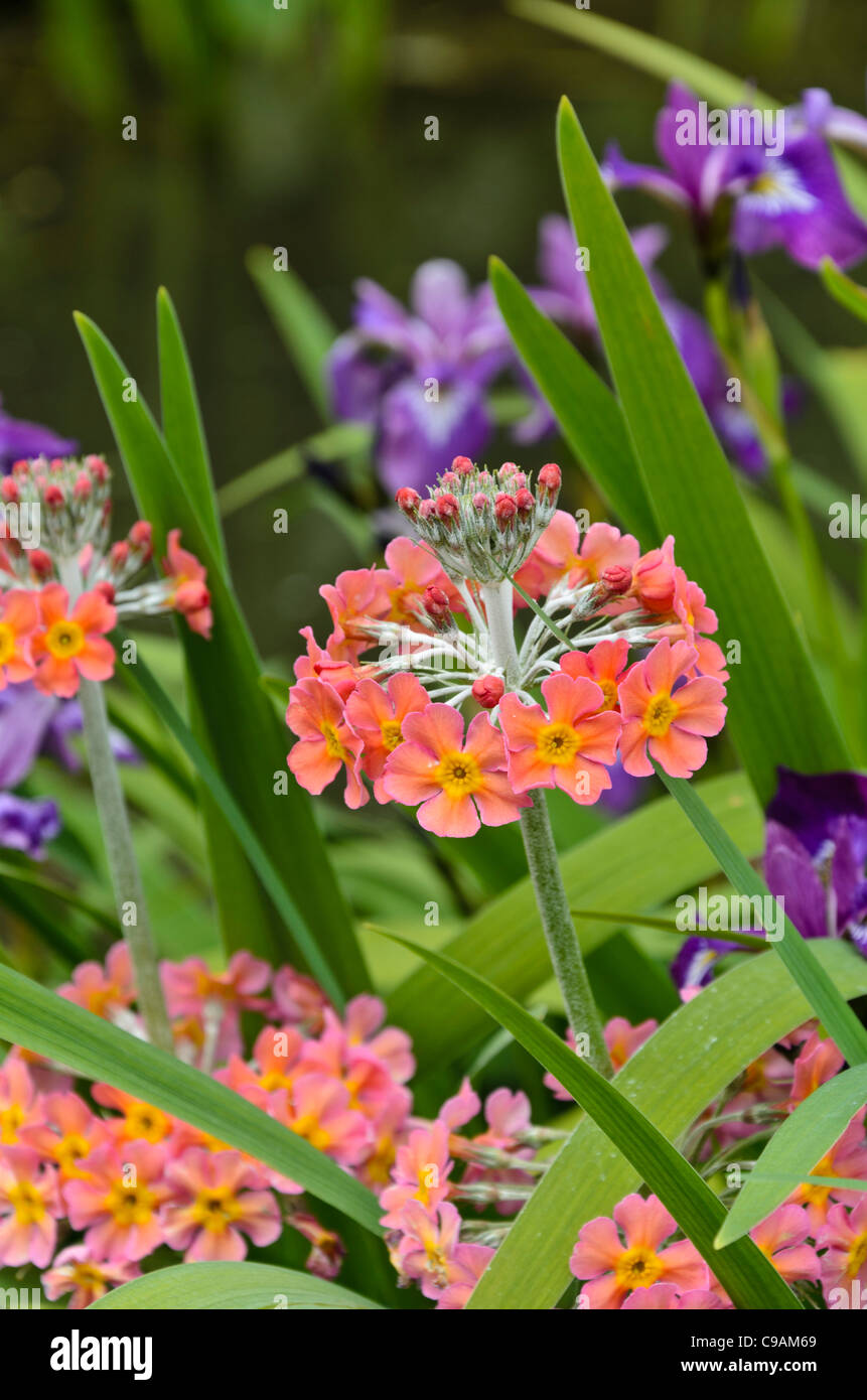 Candelabra primevère (Primula x bullesiana) Banque D'Images