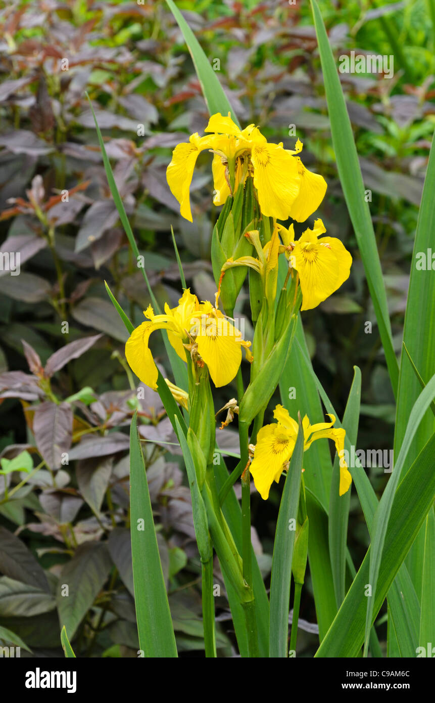Iris (Iris pseudacorus) Banque D'Images