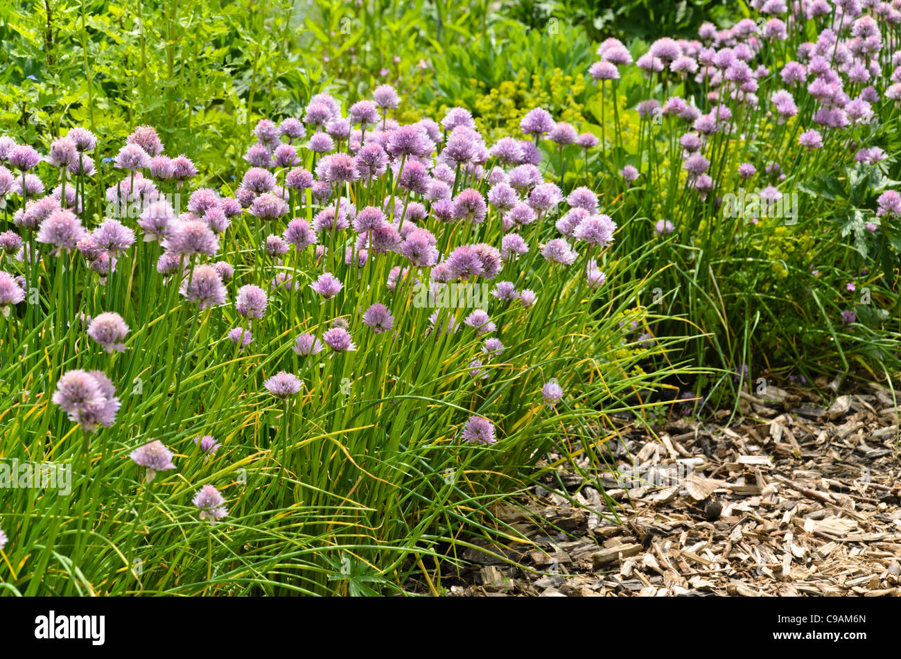 La ciboulette (Allium schoenoprasum) Banque D'Images