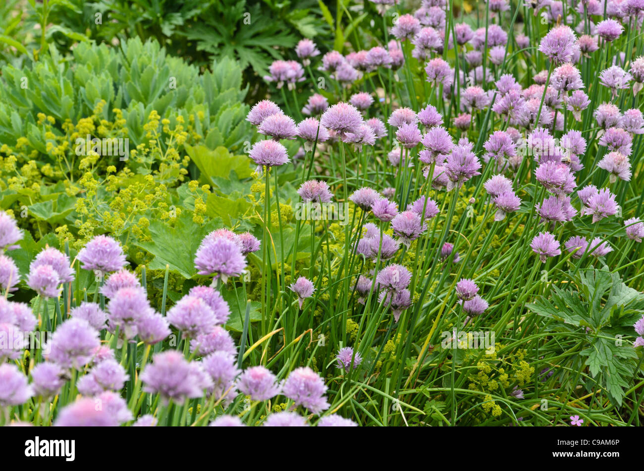 La ciboulette (Allium schoenoprasum) Banque D'Images