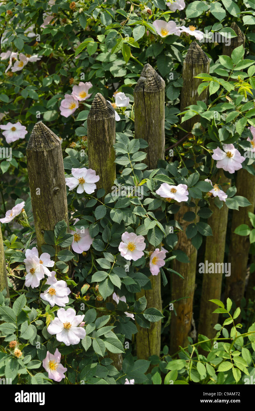 Rose (rosa) à une clôture en bois Banque D'Images
