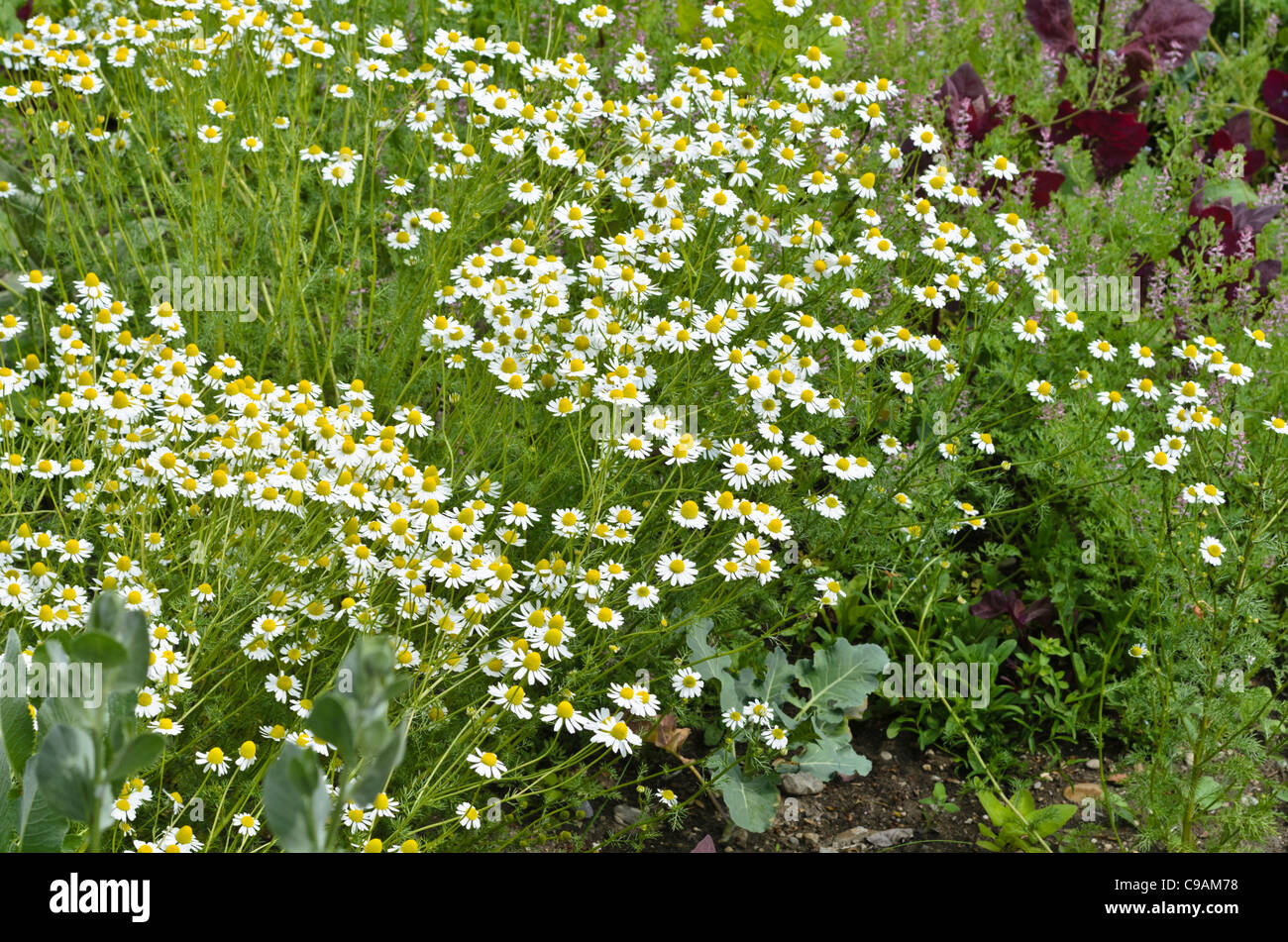 Chanomile allemand matricaria recutita (Matricaria chamomilla) syn. Banque D'Images