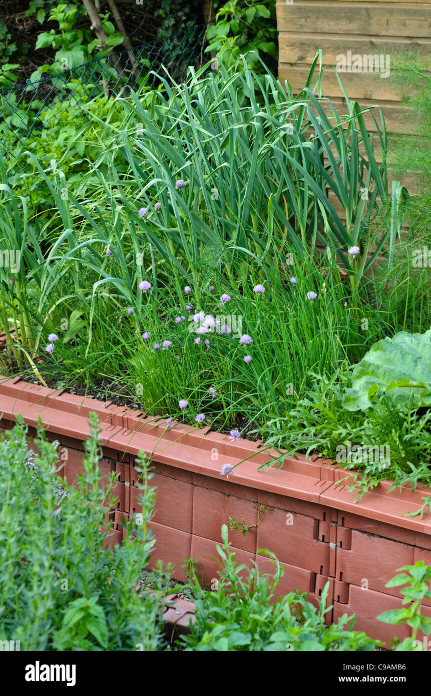 La ciboulette (Allium schoenoprasum) et le jardin l'oignon (Allium cepa) dans un lit Banque D'Images