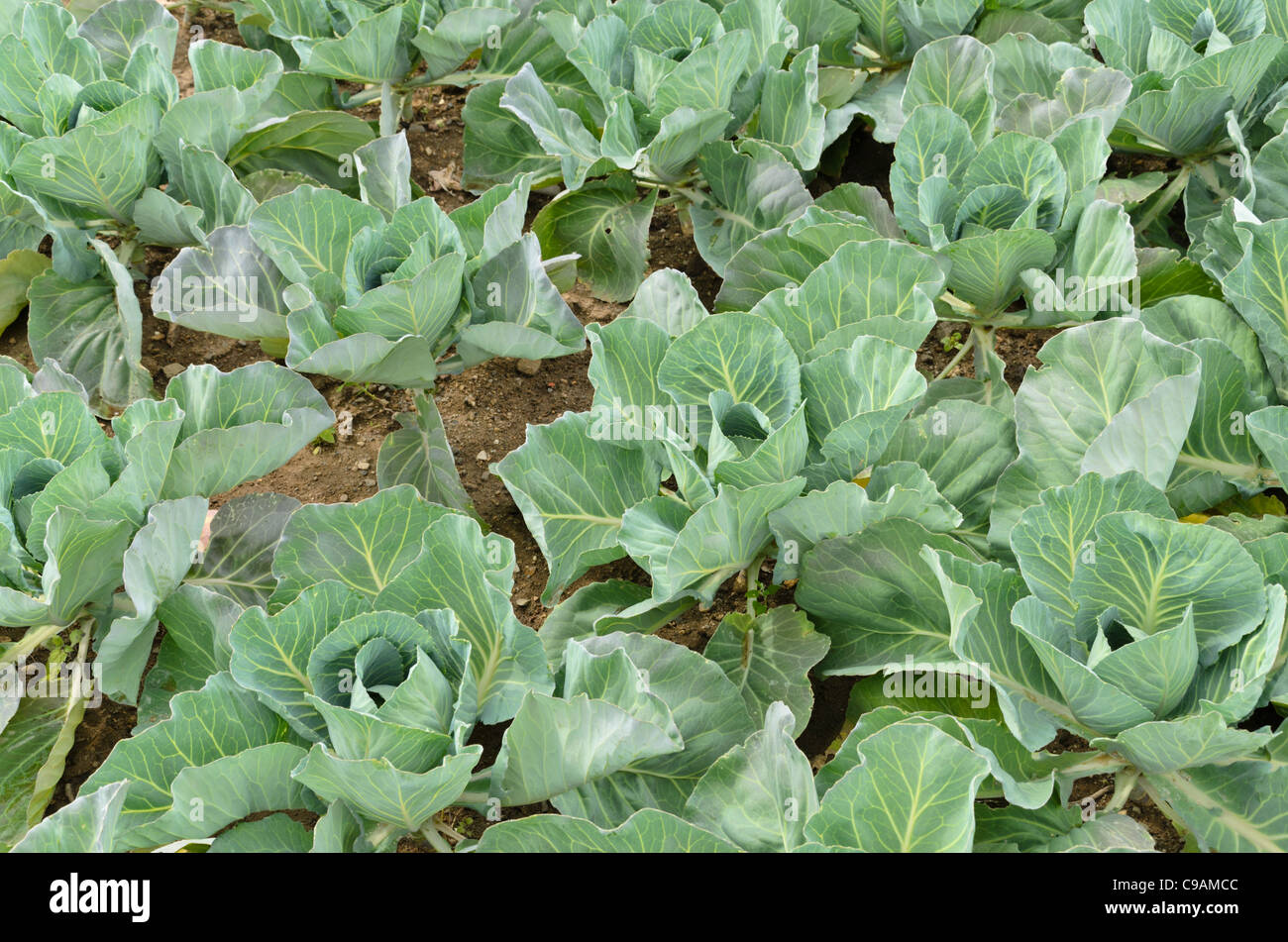 Chou blanc (Brassica oleracea var. capitata f. alba 'Bloktor') Banque D'Images