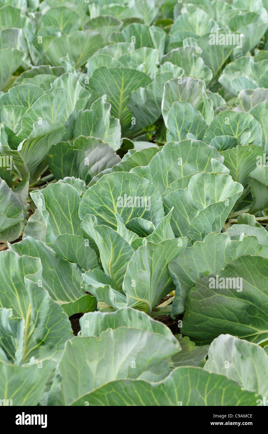 Chou blanc (Brassica oleracea var. capitata f. alba 'Bloktor') Banque D'Images