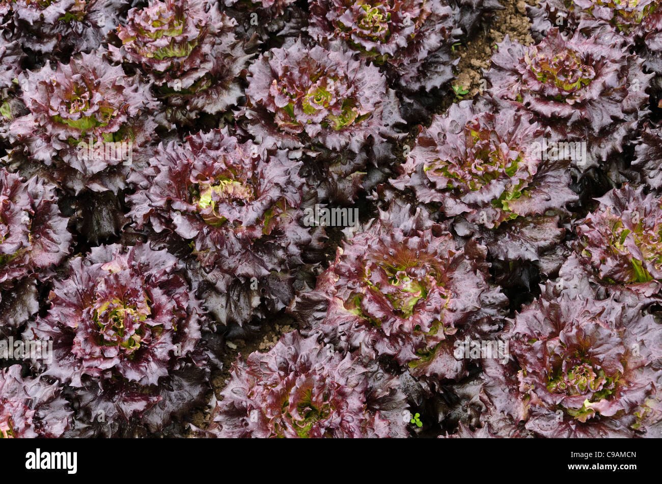 Batave la laitue (Lactuca sativa var. capitata 'Mohican') Banque D'Images