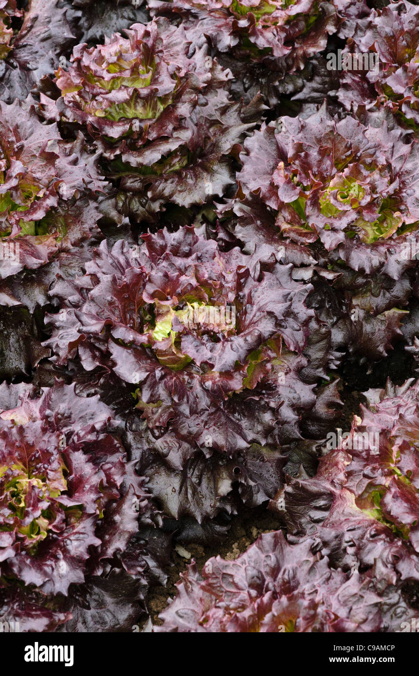 Batave la laitue (Lactuca sativa var. capitata 'Mohican') Banque D'Images