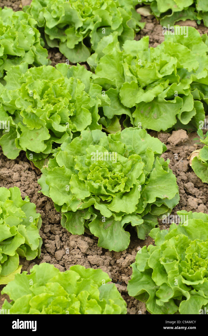 Laitue (Lactuca sativa var. capitata 'Torpedo') Banque D'Images