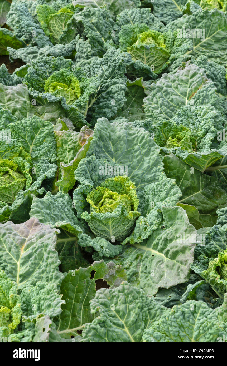 Chou (Brassica oleracea var. sabauda 'Famosa') Banque D'Images