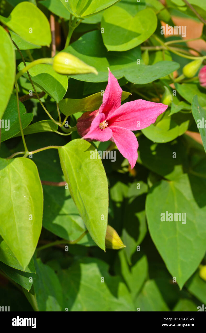 Crimson clematis (clematis texensis 'Princess Diana' syn. clematis texensis 'Princess of Wales') Banque D'Images