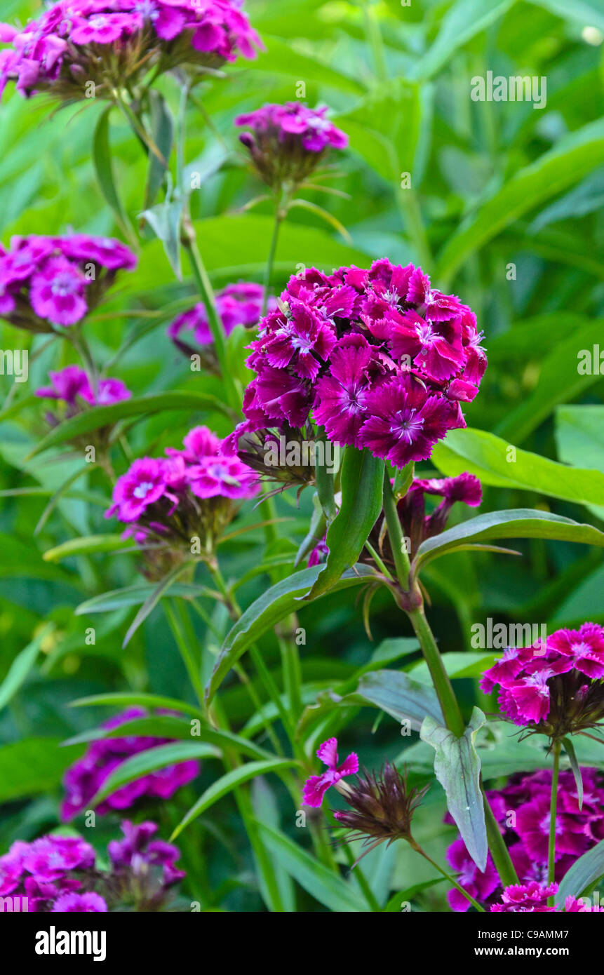 Sweet William (Dianthus barbatus) Banque D'Images