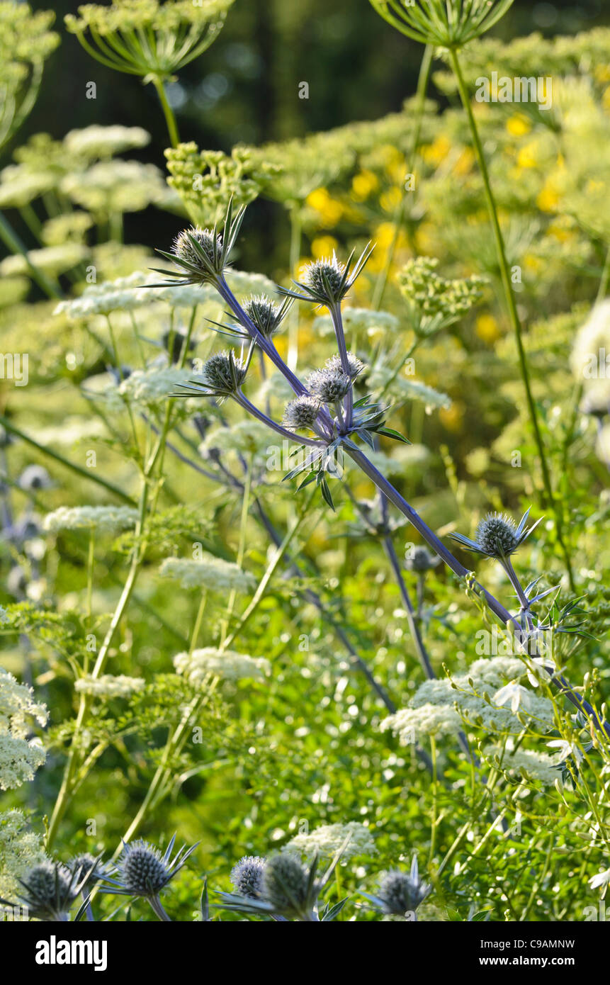 L'eryngo bourgati (eryngium bourgatii) et le Ligusticum lucidum Banque D'Images