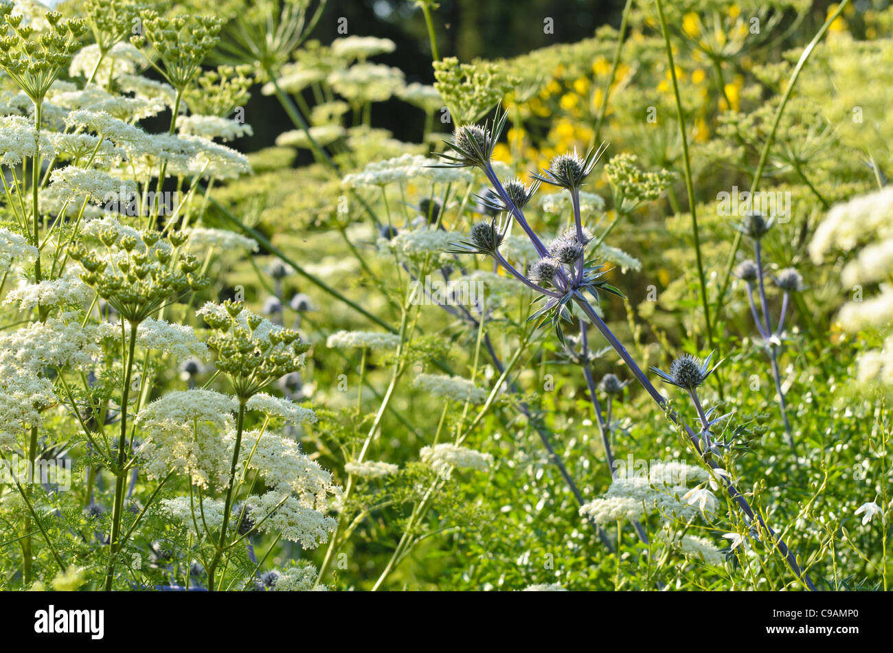 L'eryngo bourgati (eryngium bourgatii) et le Ligusticum lucidum Banque D'Images