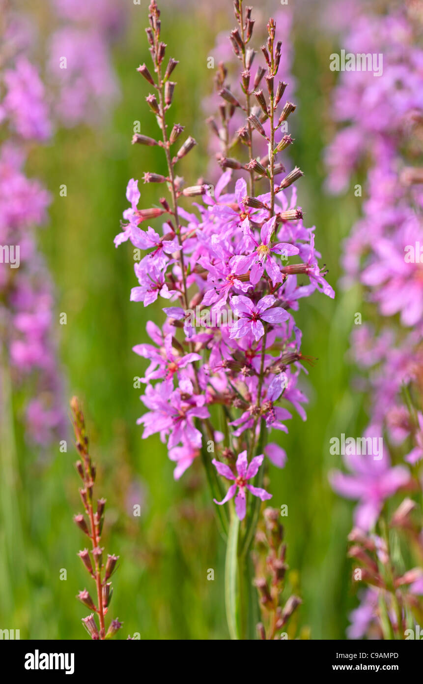 La Salicaire (Lythrum salicaria) Banque D'Images