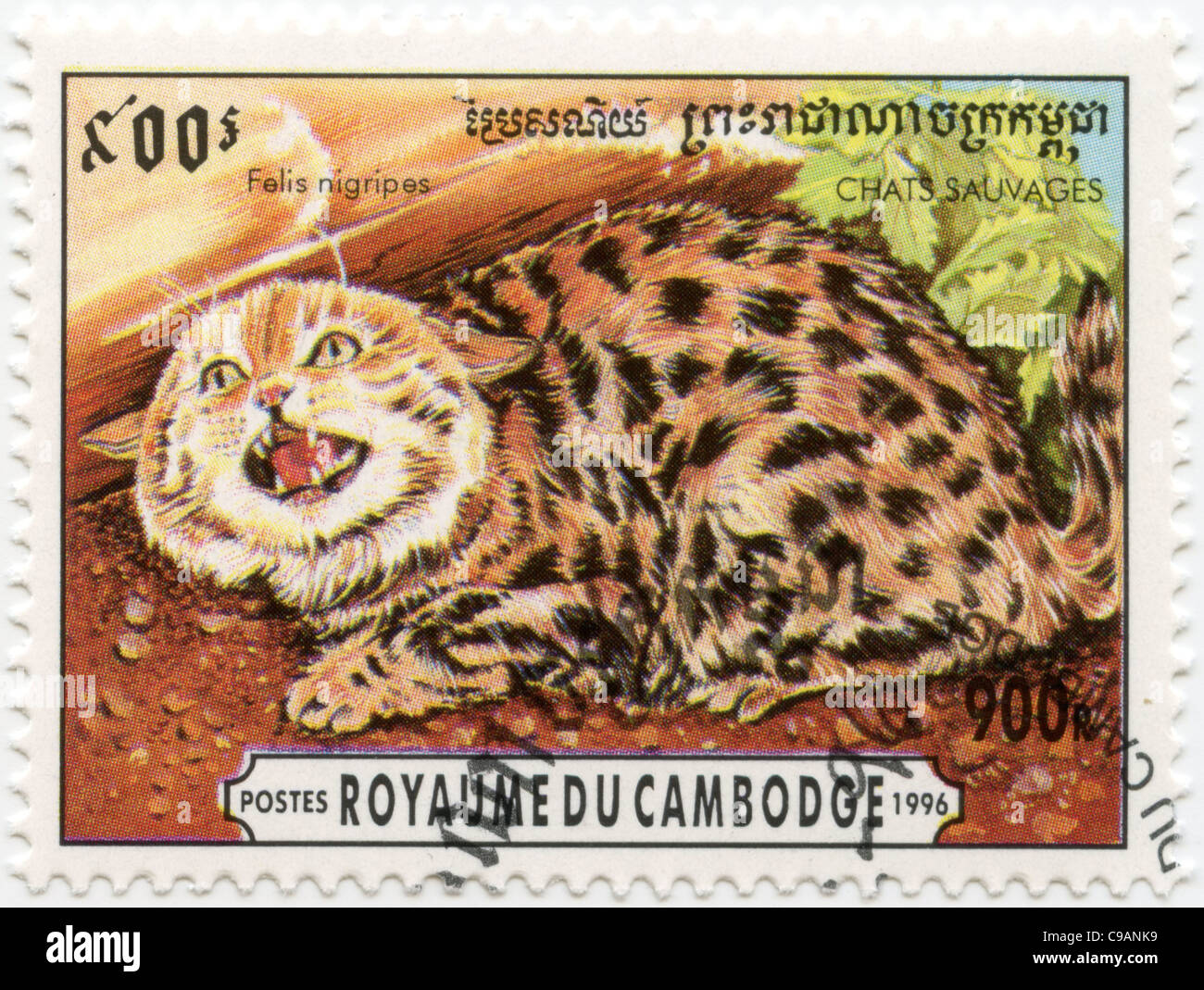 Cambodge - timbre le chat à pieds noirs - Felis nigripes Banque D'Images