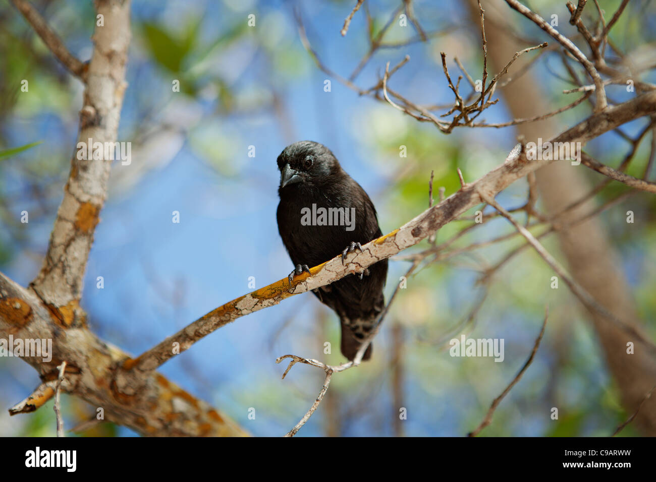 Roselin de Darwin dans les îles Galapagos, en Équateur. Banque D'Images