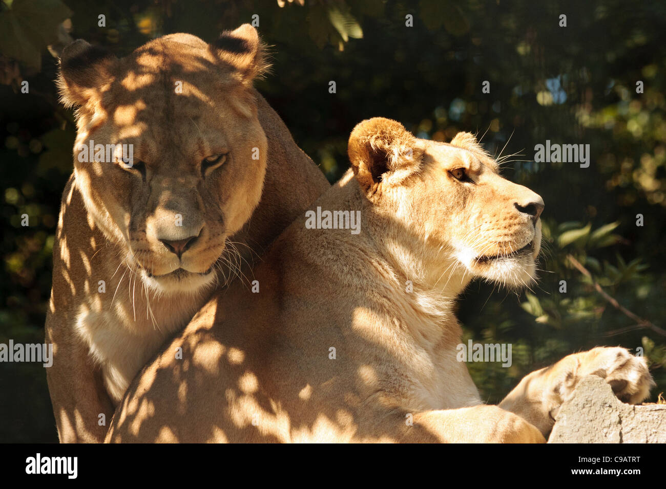 Paire de lions en captivité Barbary Banque D'Images