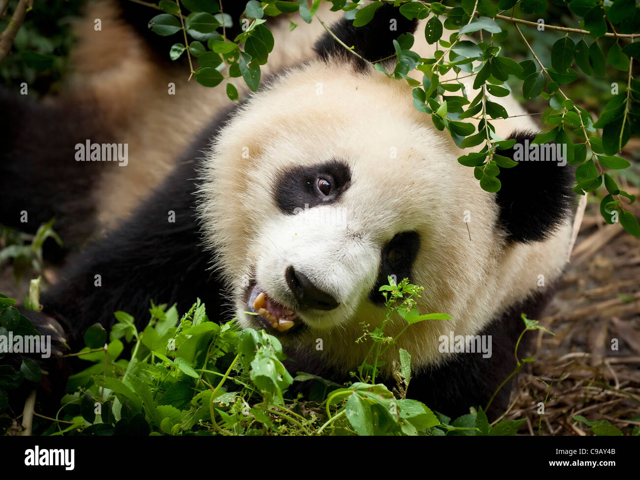 Le Panda Géant, Ailuropoda melanoleuca Panda et centre de recherche de reproduction, Chengdu, Chine République populaire de Chine, l'Asie Banque D'Images