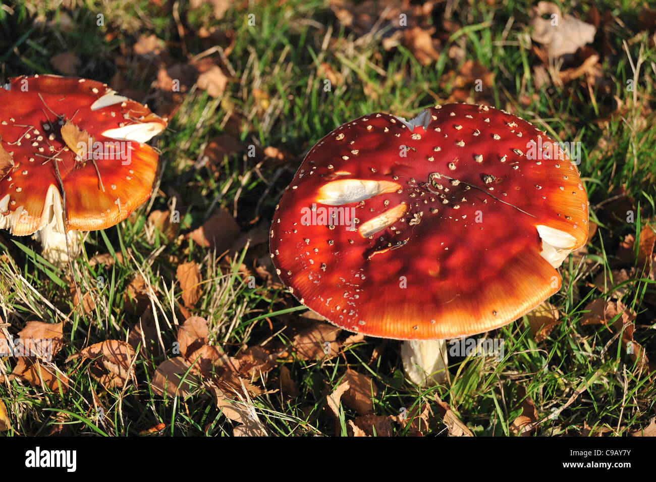 Agaric Fly mushroom champignon Amanita muscaria Banque D'Images
