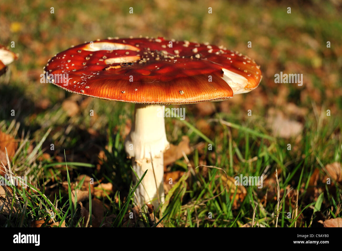 Agaric Fly mushroom champignon Amanita muscaria Banque D'Images