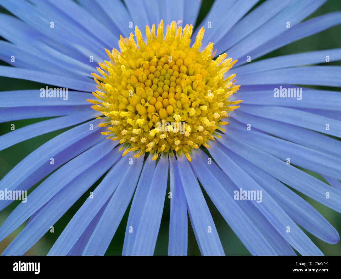 Close up of Maranta fleur. Oregon Banque D'Images