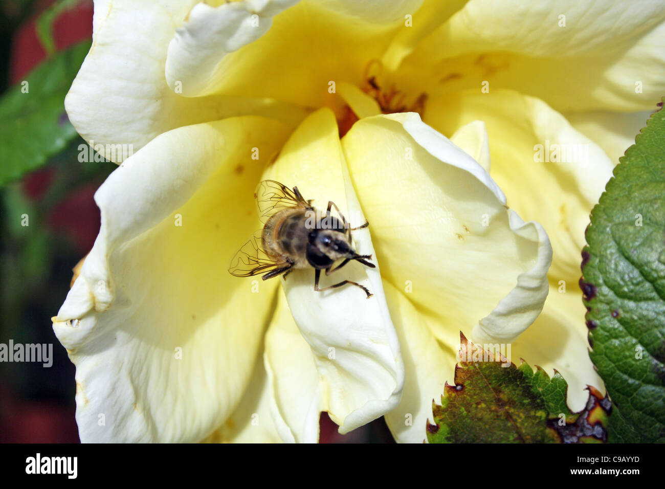 Rose jaune avec wasp Banque D'Images