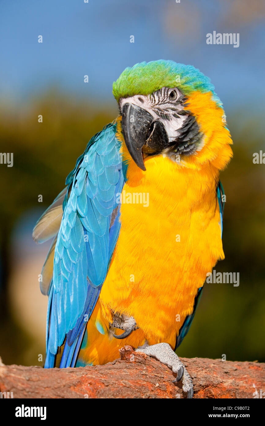 Blue-and-Yellow Macaw ou Bleu et or Macaw (Ara ararauna) Banque D'Images Blue-and-Yellow Macaw ou Bleu et or Macaw (Ara ararauna) Banque D'Images