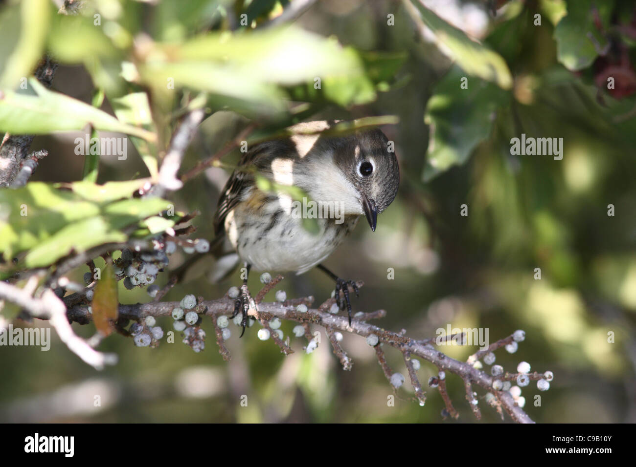 Myrtle Warbler Paruline d'Amérique du Nord Banque D'Images Myrtle Warbler Paruline d'Amérique du Nord Banque D'Images