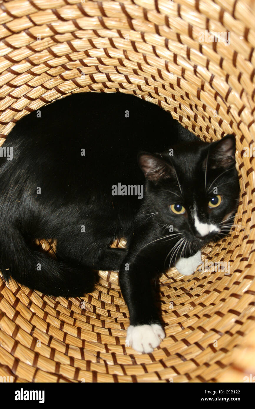 Chat noir et blanc portant en panier à linge en osier Photo Stock - Alamy