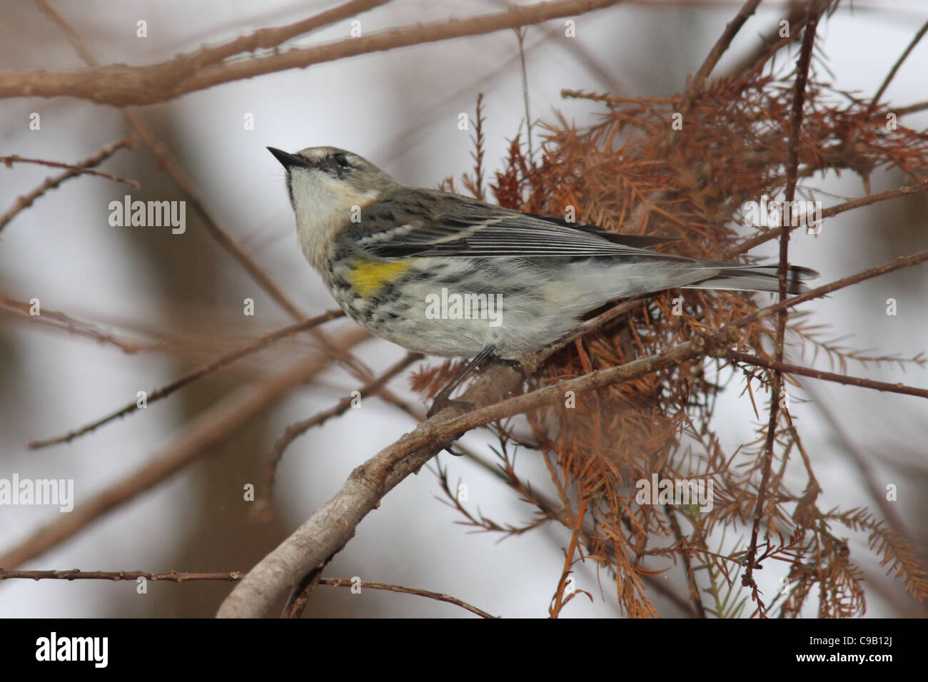 Myrtle Warbler Paruline d'Amérique du Nord Banque D'Images Myrtle Warbler Paruline d'Amérique du Nord Banque D'Images
