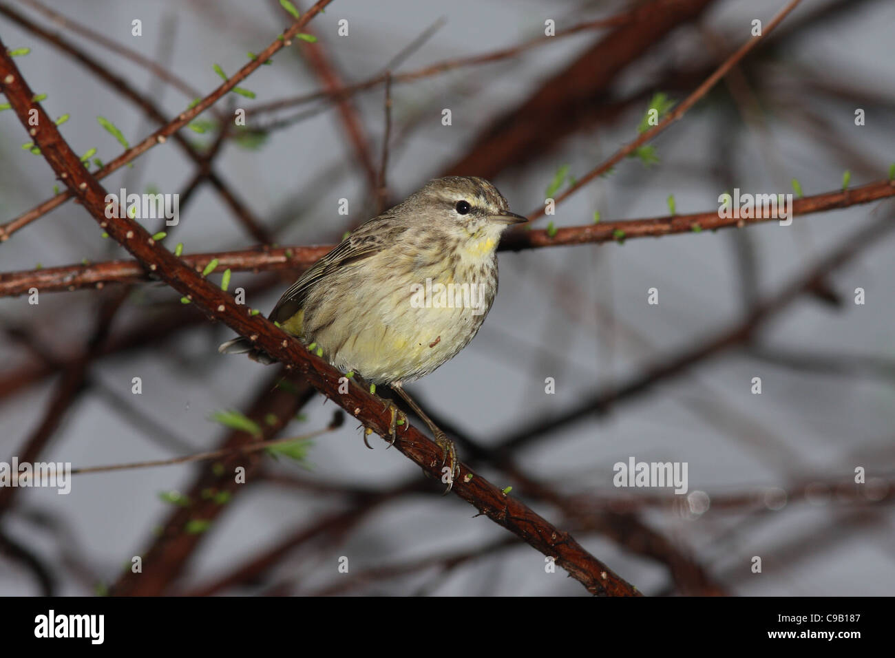 Palm Warbler Paruline d'Amérique du Nord Banque D'Images