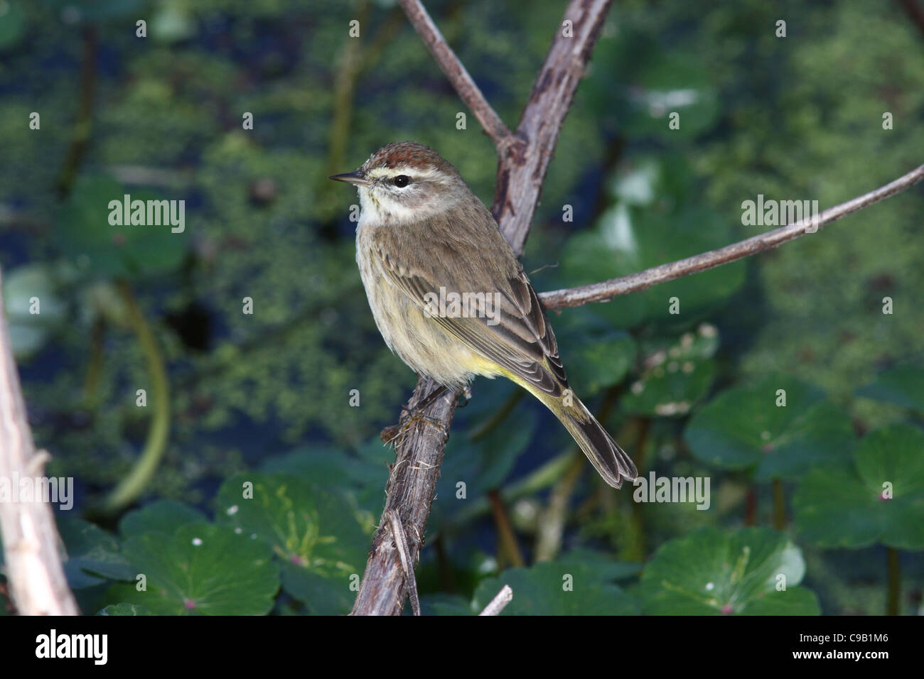 Palm Warbler Paruline d'Amérique du Nord Banque D'Images Palm Warbler Paruline d'Amérique du Nord Banque D'Images