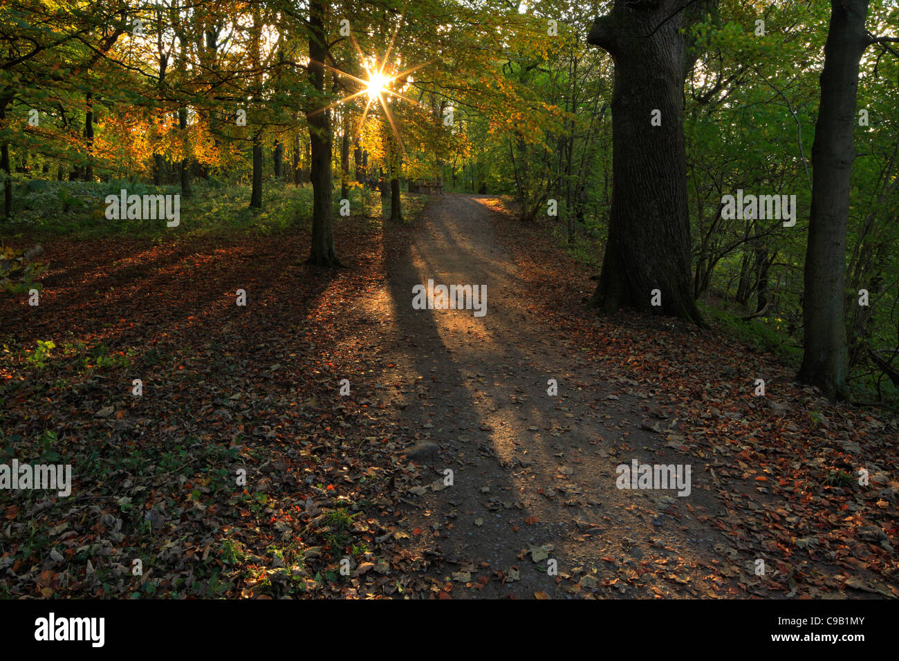 Feuillage automne coloré de la SRCFA Bois le long des rives de la rivière Wharfe dans Wharfedale, Yorkshire, Angleterre Banque D'Images