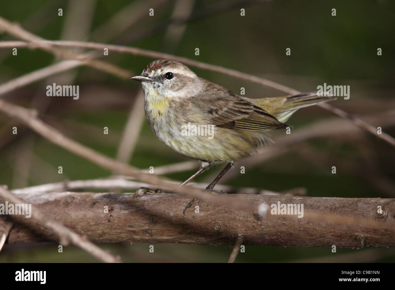 Palm Warbler Paruline d'Amérique du Nord Banque D'Images Palm Warbler Paruline d'Amérique du Nord Banque D'Images