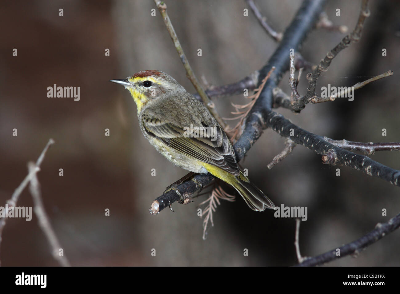 Palm Warbler Paruline d'Amérique du Nord Banque D'Images