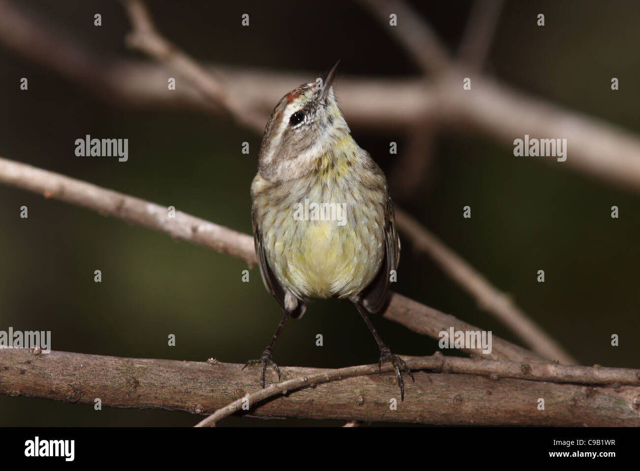 Palm Warbler Paruline d'Amérique du Nord Banque D'Images Palm Warbler Paruline d'Amérique du Nord Banque D'Images