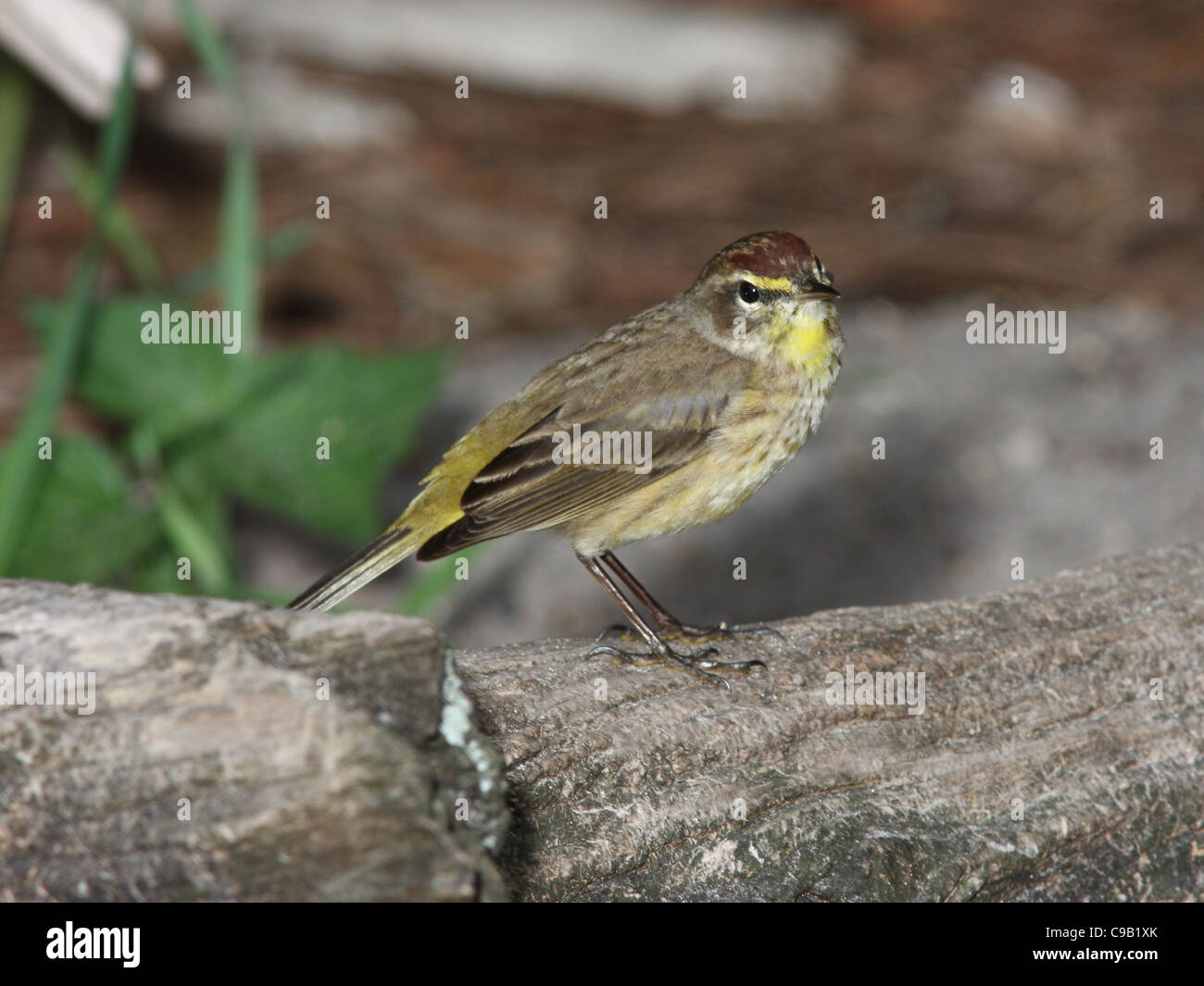 Palm Warbler Paruline d'Amérique du Nord Banque D'Images Palm Warbler Paruline d'Amérique du Nord Banque D'Images