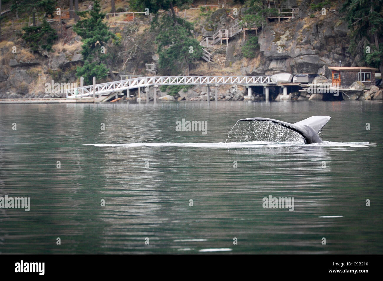 Baleine à bosse(s) dans le détroit de Georgia Banque D'Images