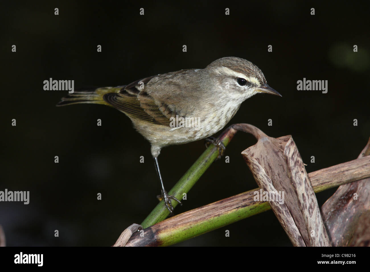 Palm Warbler Paruline d'Amérique du Nord Banque D'Images Palm Warbler Paruline d'Amérique du Nord Banque D'Images