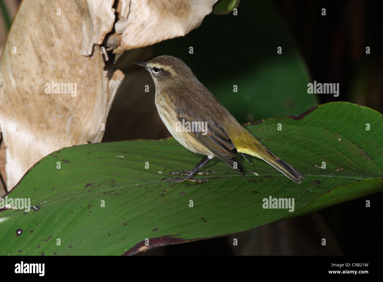Palm Warbler Paruline d'Amérique du Nord Banque D'Images Palm Warbler Paruline d'Amérique du Nord Banque D'Images